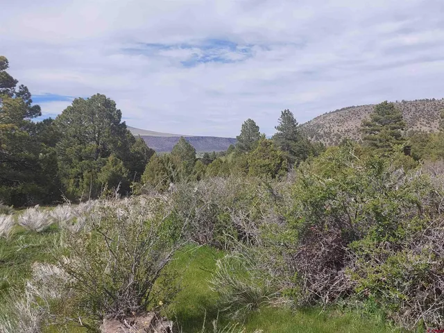a view of a bunch of trees and bushes
