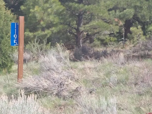 a close up of a tree