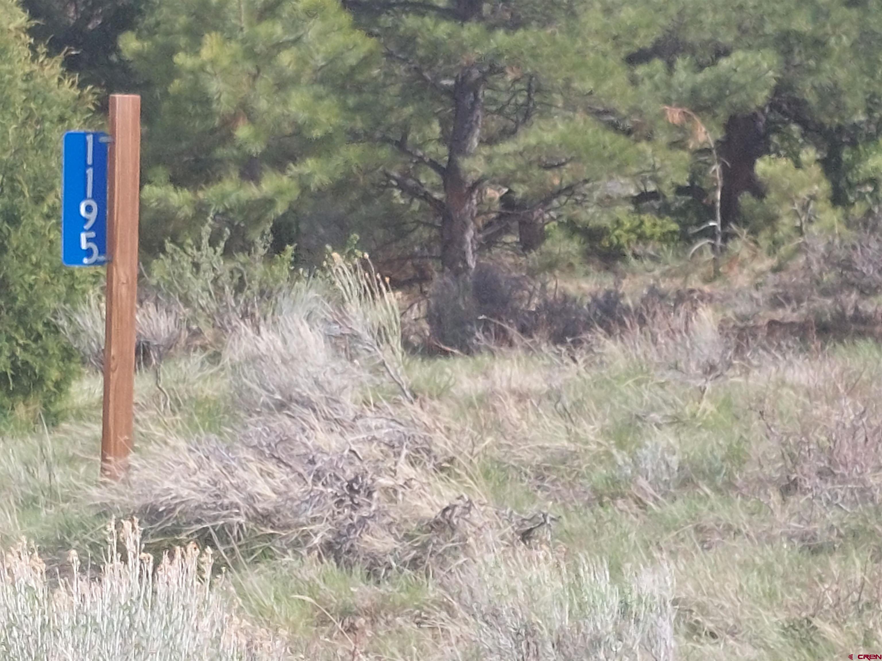 1195 Rito Hondo Road Antonito, CO 81120 - Photo 3 of 23 a close up of a tree