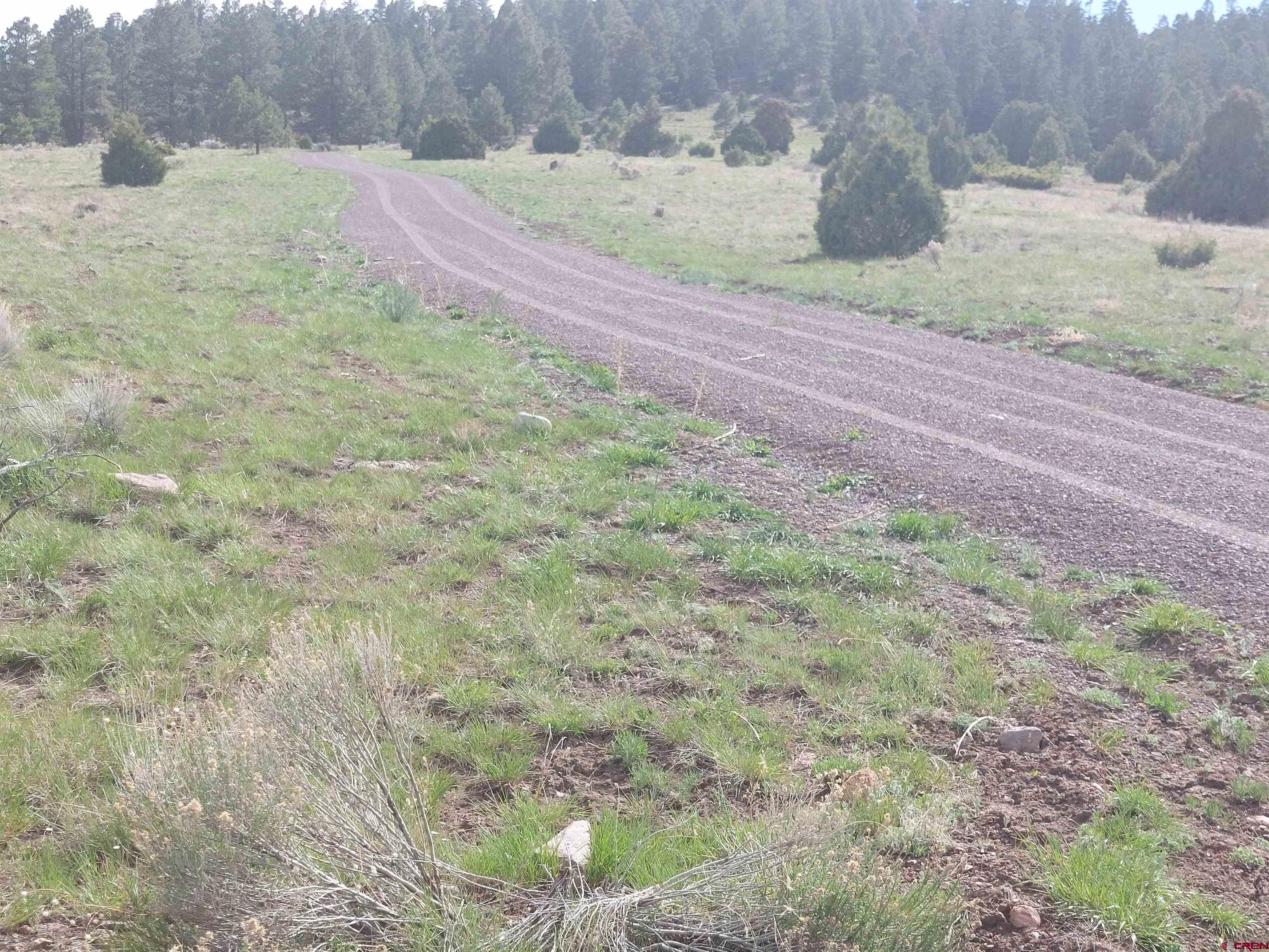 1195 Rito Hondo Road Antonito, CO 81120 - Photo 6 of 23 a view of a yard with a trees