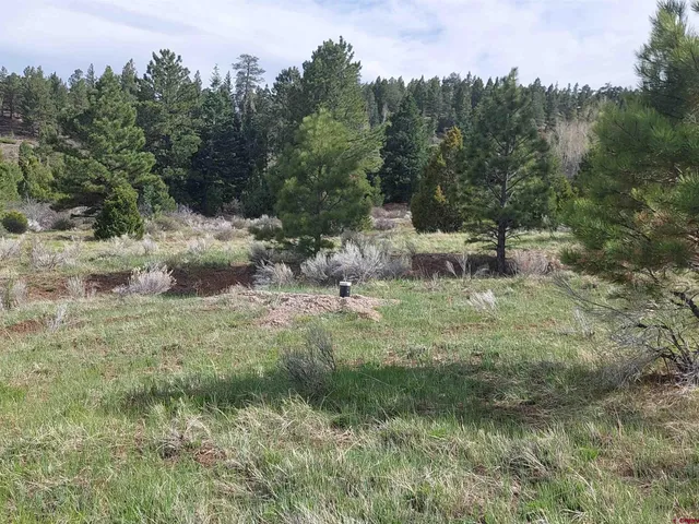 a view of a forest with a tree in a yard