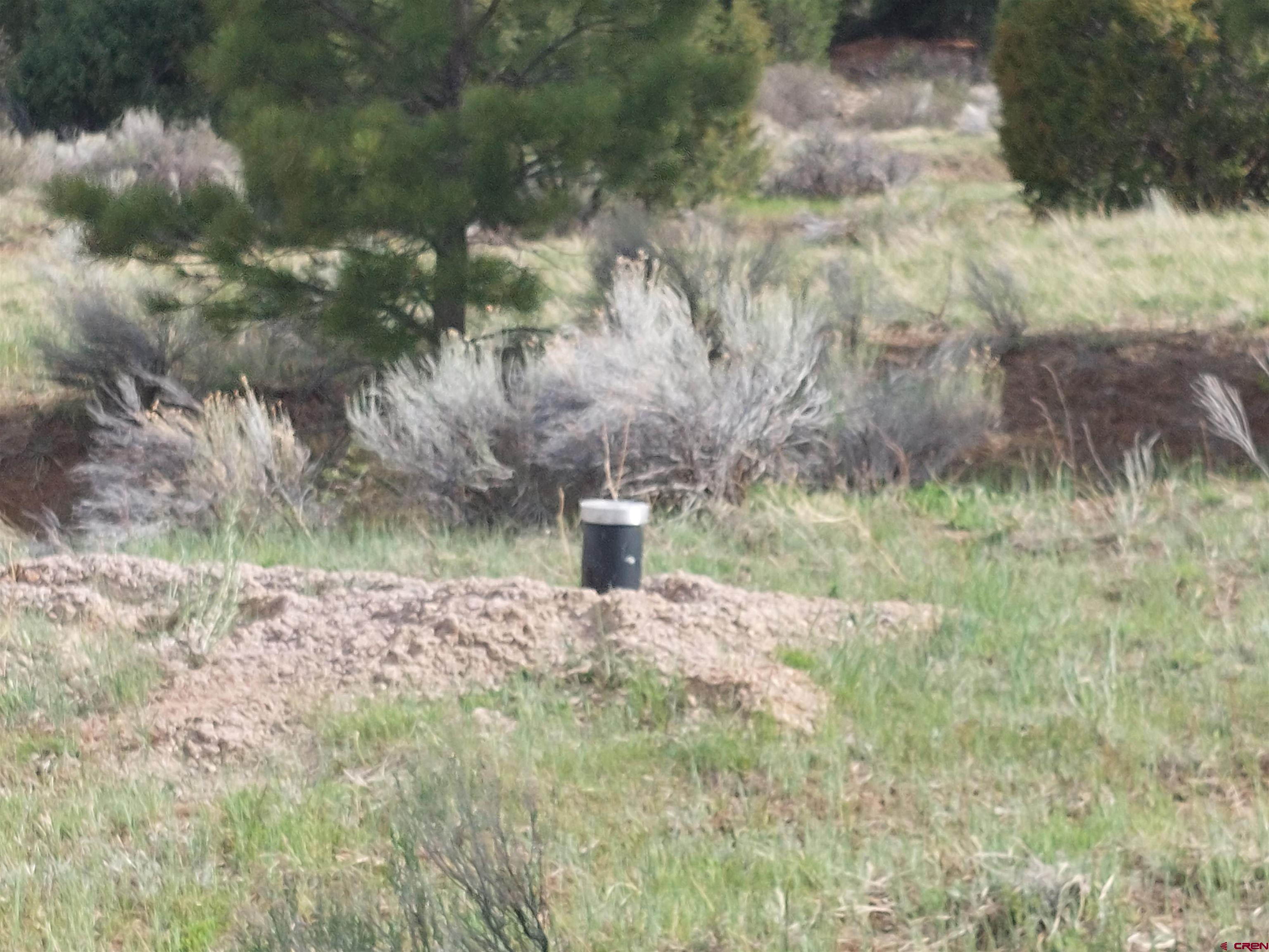 1195 Rito Hondo Road Antonito, CO 81120 - Photo 8 of 23 a view of a yard with large trees