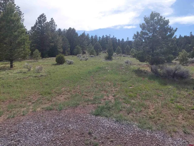 a view of a dry yard with trees in the background