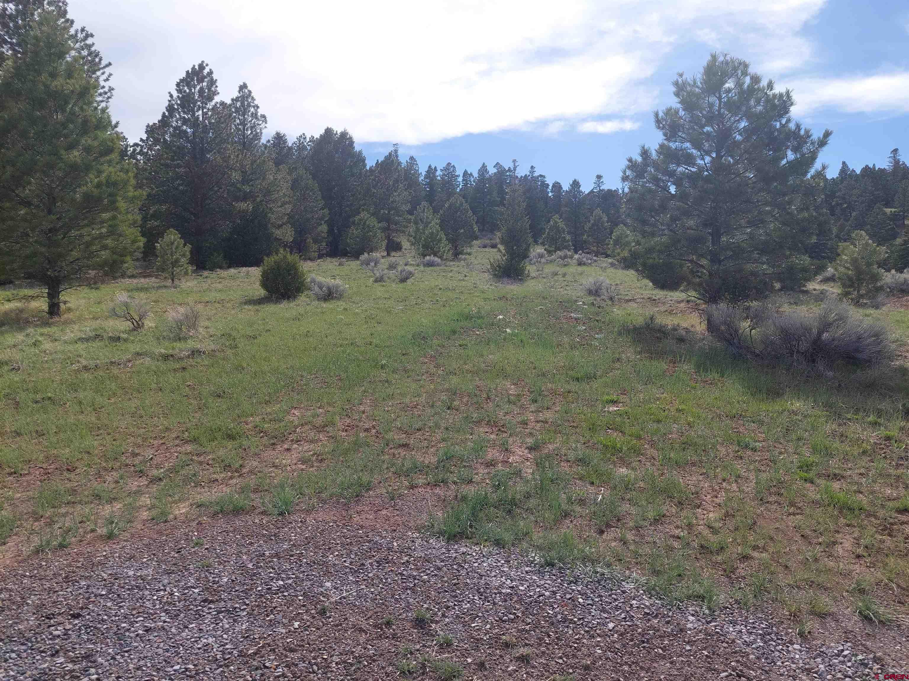 1195 Rito Hondo Road Antonito, CO 81120 - Photo 9 of 23 a view of a dry yard with trees in the background