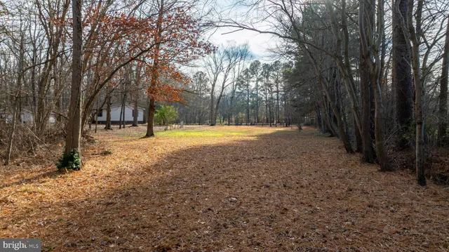 a view of yard with trees