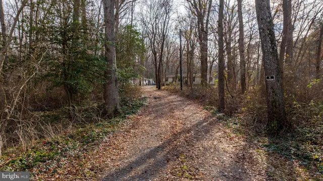 a view of a forest with trees in the background