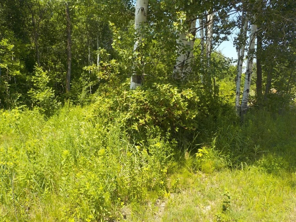 9888 North Mudhen Lake Road Siren, WI 54872 - Photo 5 of 13