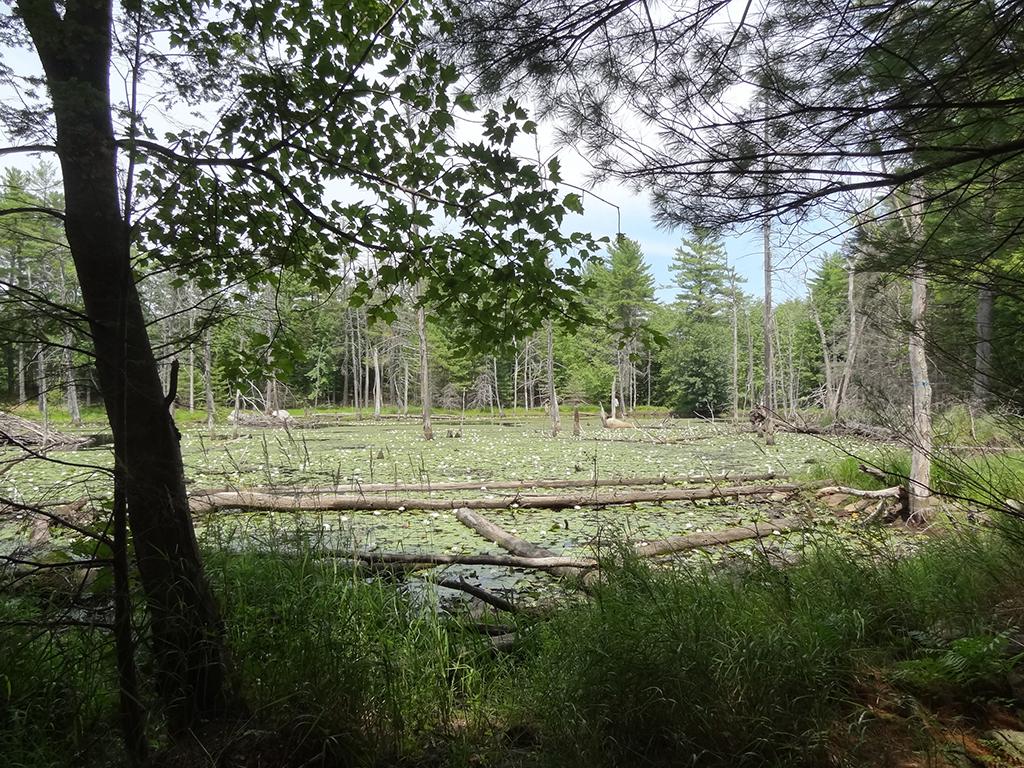 889 Jewett Road Hopkinton, NH 03229 - Photo 16 of 16