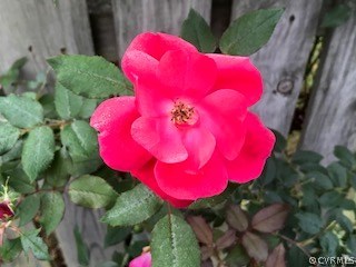 13413 Carters Valley Road Chesterfield, VA 23838 - Photo 24 of 25 a view of a flower