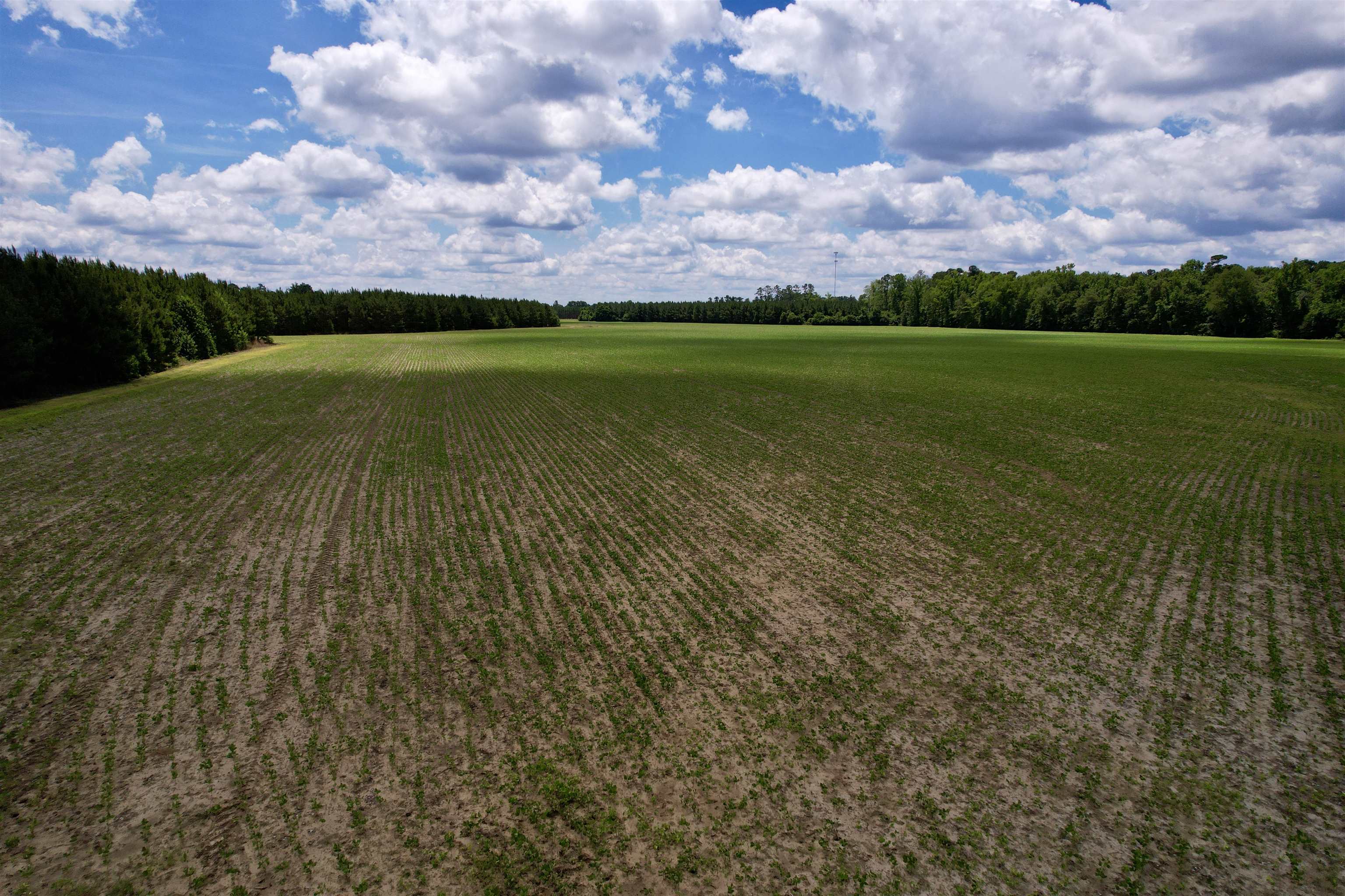 83.03-acres - Birch Creek Road Andrews, SC 29510 - Photo 15 of 25