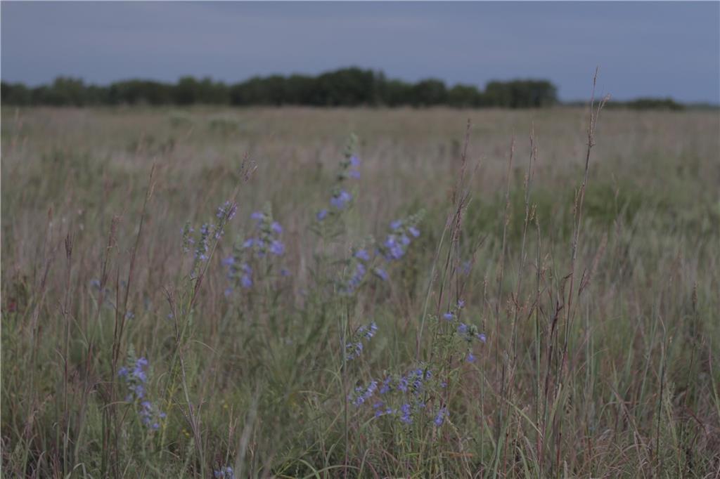 0 Ivory Road Moran, KS 66755 - Photo 29 of 50