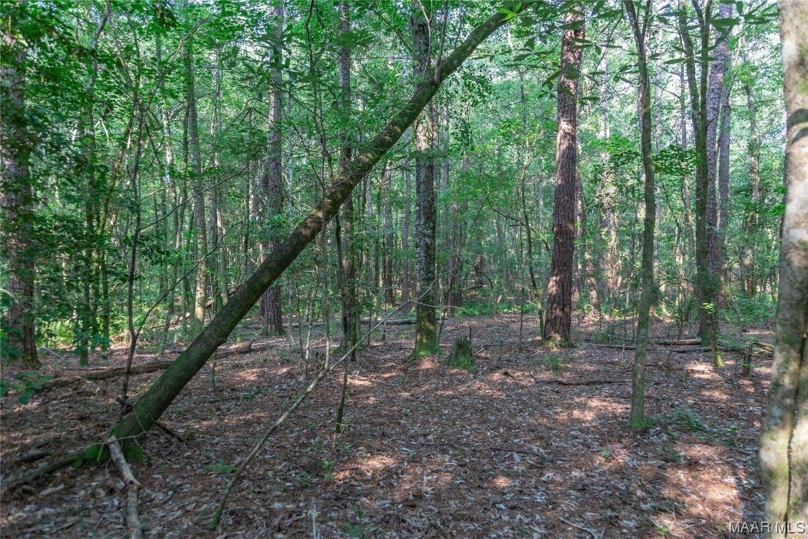 18.5-acres Free Road Brantley, AL 36009 - Photo 17 of 30 Gallery Image 17