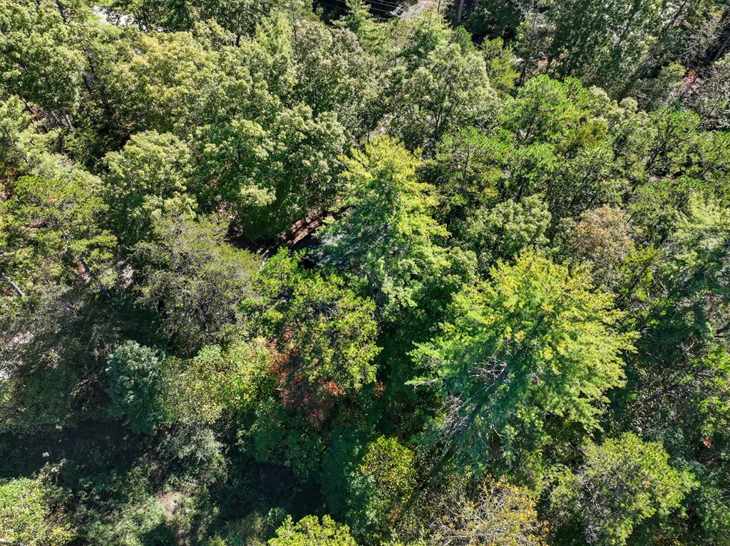 25 Foster Lane Morganton, GA 30560 - Photo 24 of 28 a view of a lush green forest