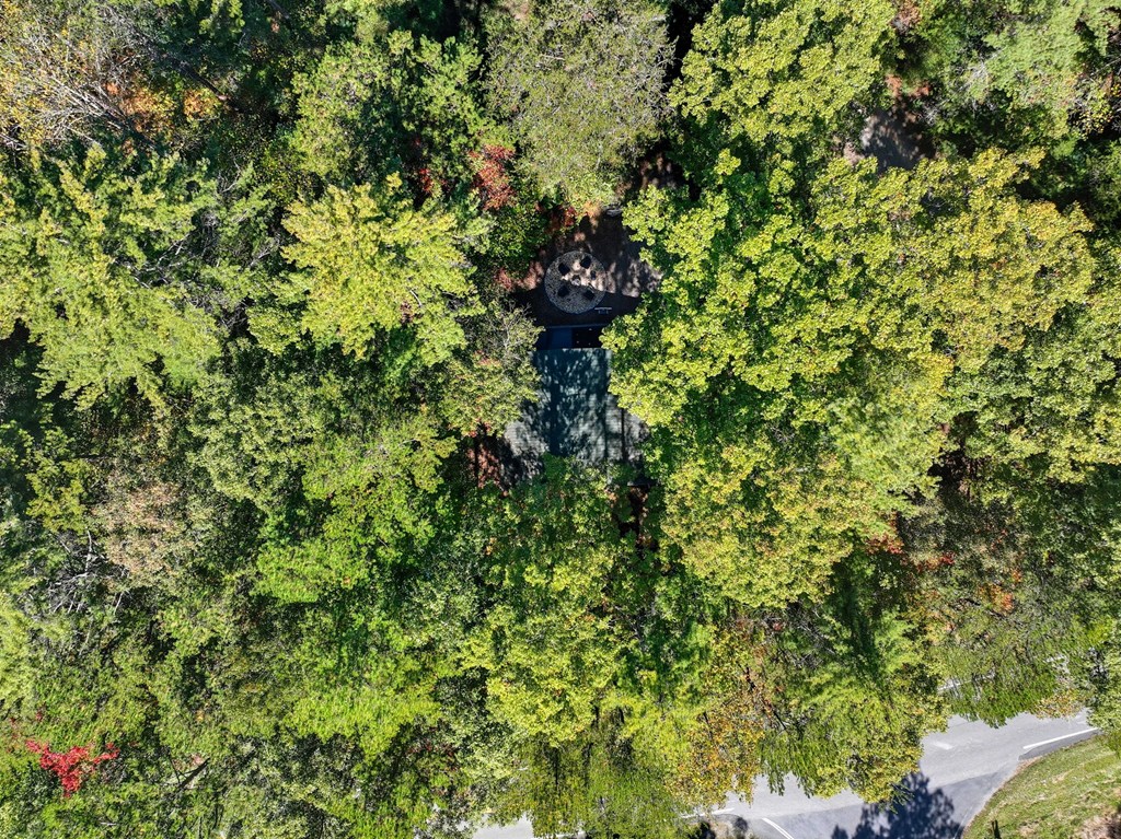 25 Foster Lane Morganton, GA 30560 - Photo 26 of 28 a picture of a tree