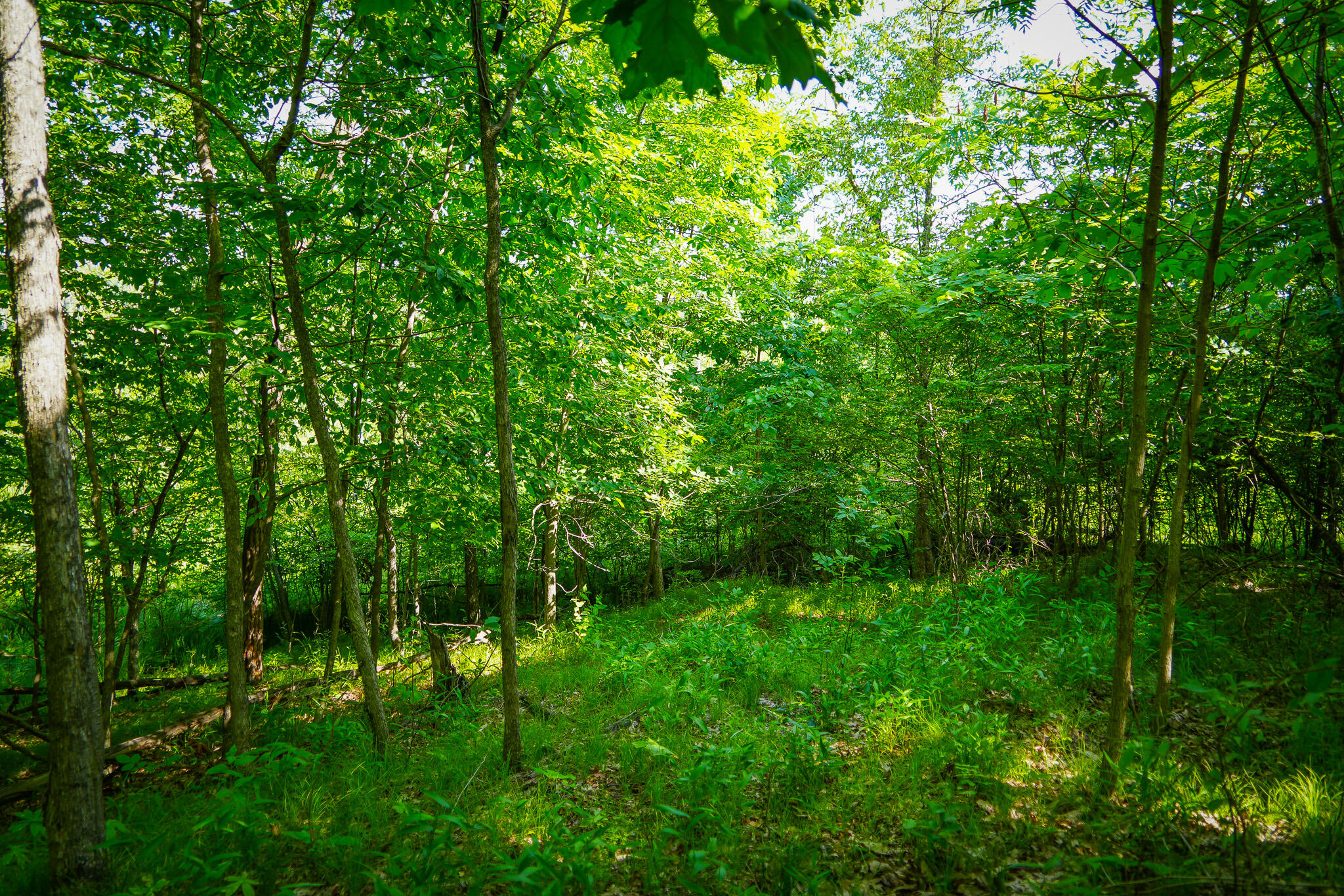 5100 Long Lake Road Reading, MI 49274 - Photo 52 of 63 DSC00704