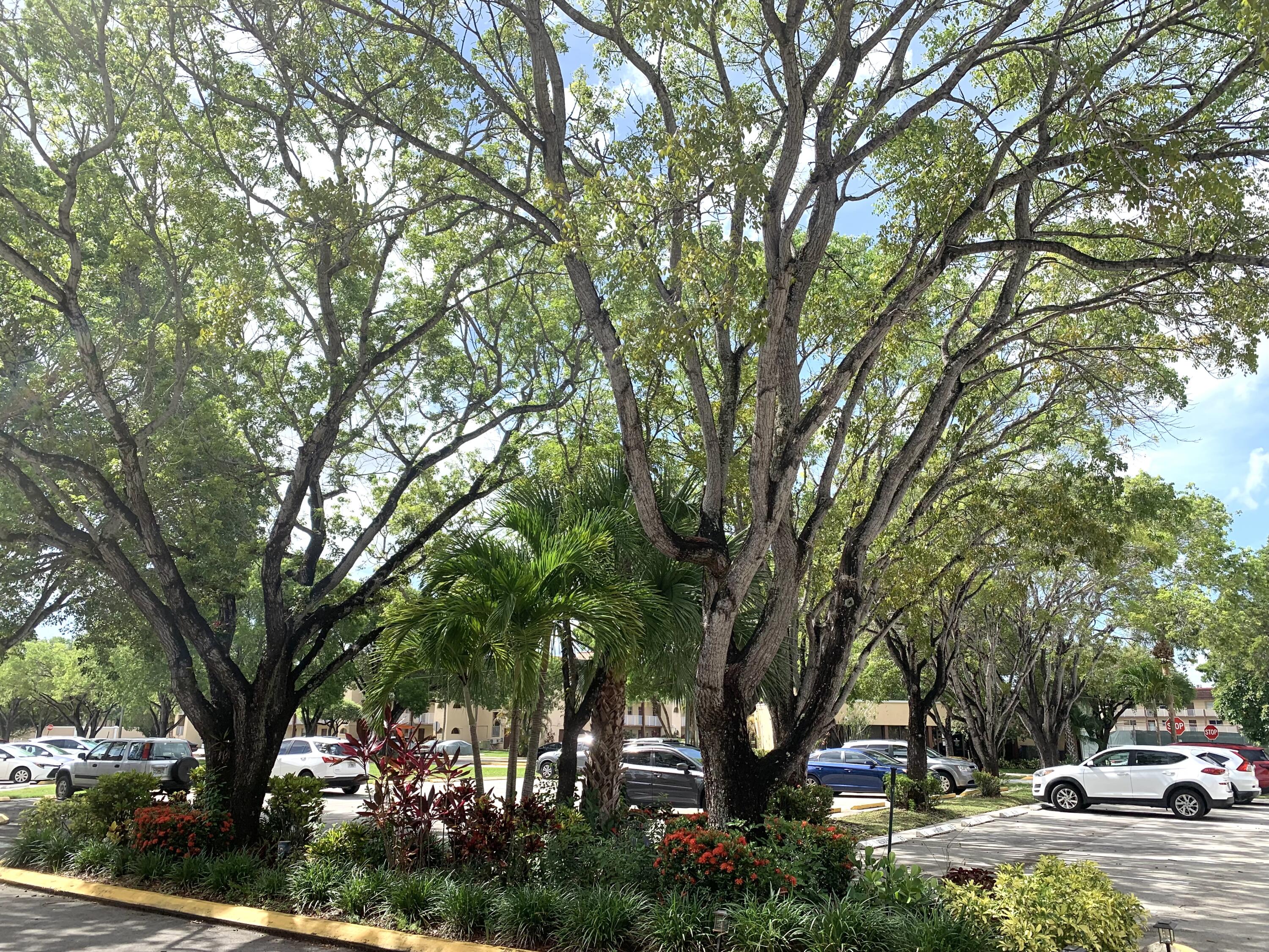 2801 North Pine Island Road, Unit 110 Sunrise, FL 33322 - Photo 24 of 26 IMG_2863 parking