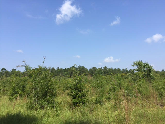 13-ac Coy Ellis Road DeFuniak Springs, FL 32433 - Photo 3 of 4 garrett 3
