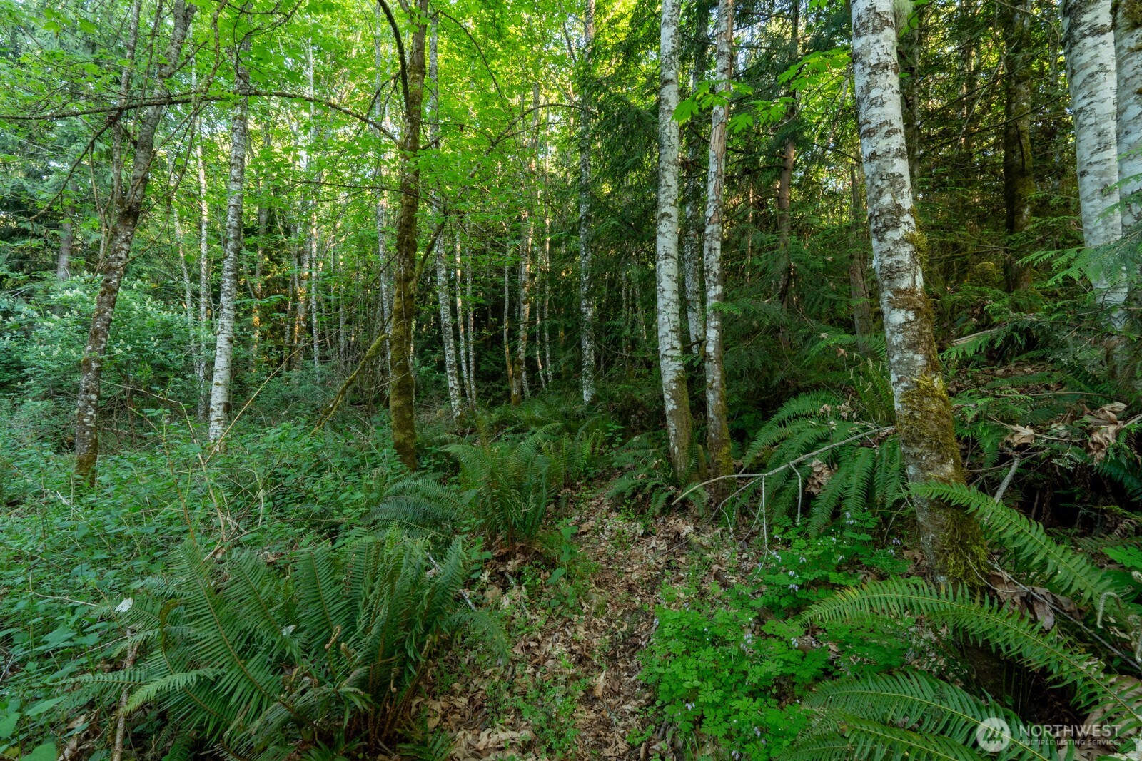 405 Elk Run Trail Port Angeles, WA 98362 - Photo 13 of 19 a view of a lush green forest