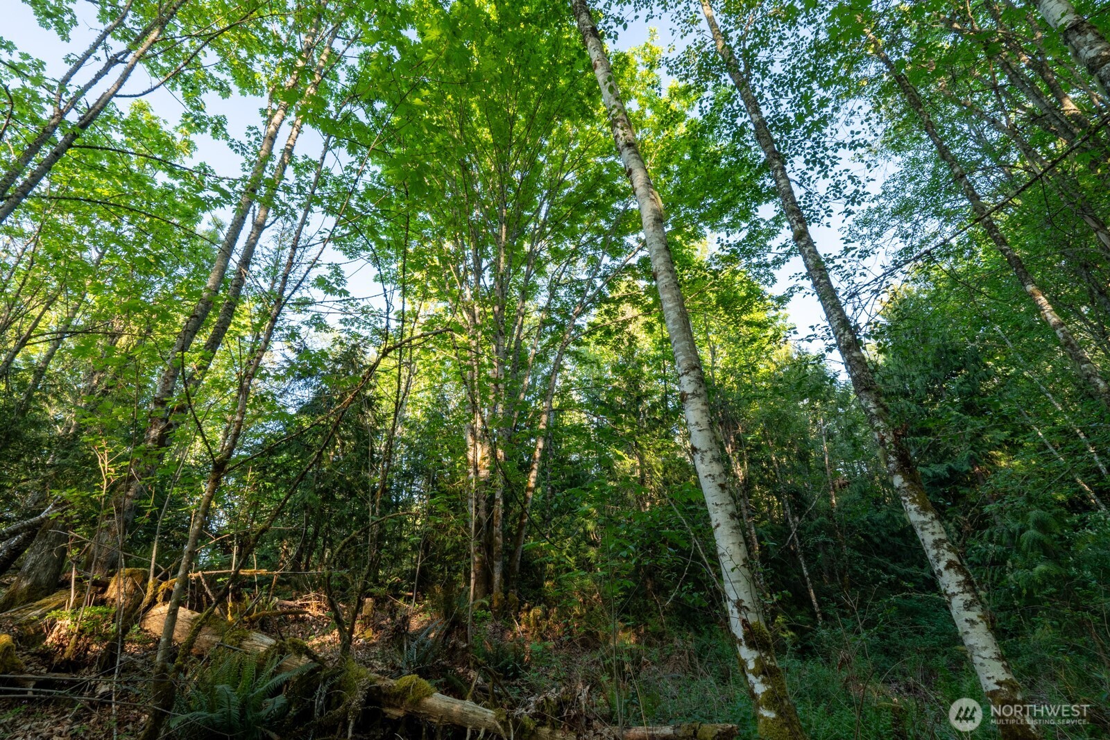 405 Elk Run Trail Port Angeles, WA 98362 - Photo 14 of 19 a view of a forest with plants and trees