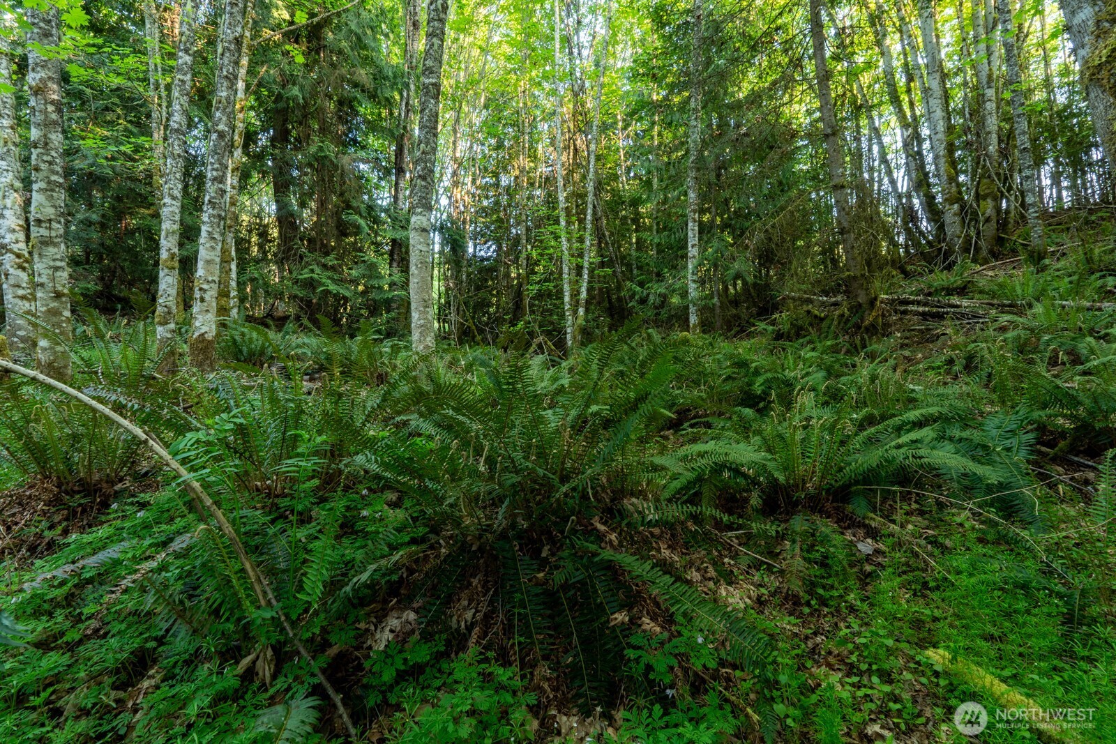 405 Elk Run Trail Port Angeles, WA 98362 - Photo 15 of 19 a view of forest