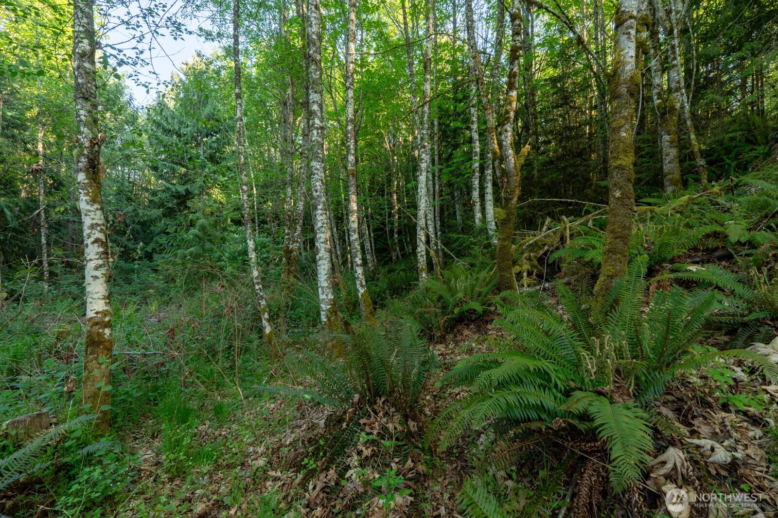 405 Elk Run Trail Port Angeles, WA 98362 - Photo 16 of 19 a view of forest