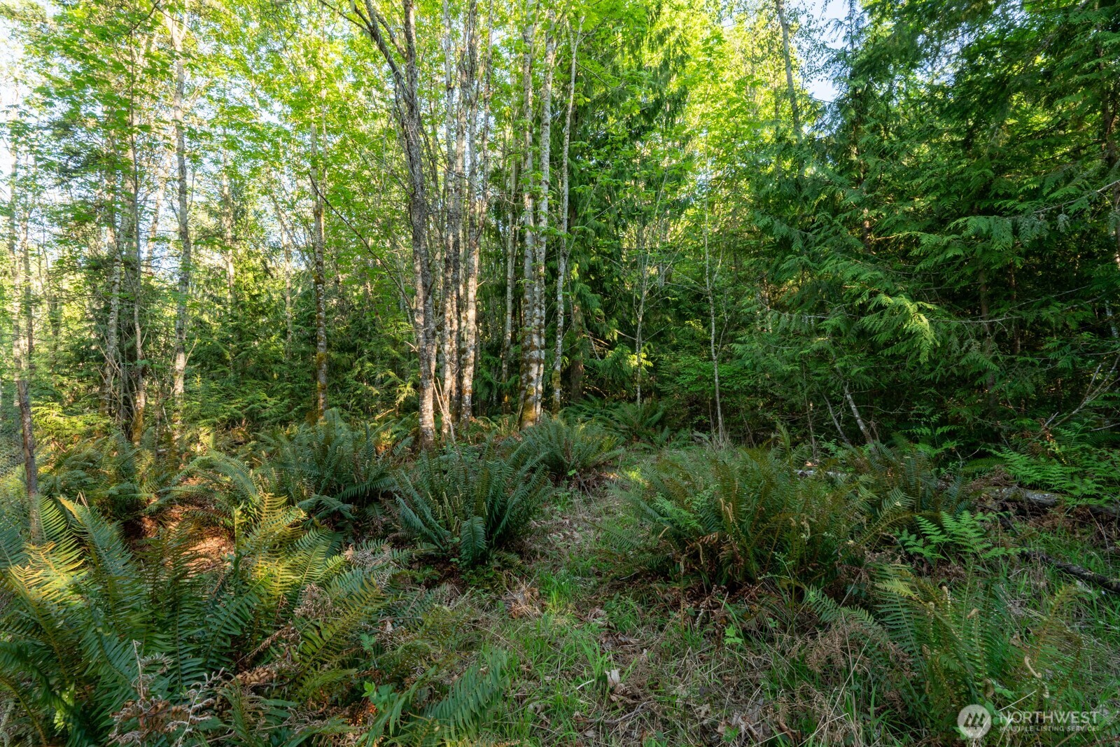 405 Elk Run Trail Port Angeles, WA 98362 - Photo 6 of 19 a view of a lush green forest with lots of trees