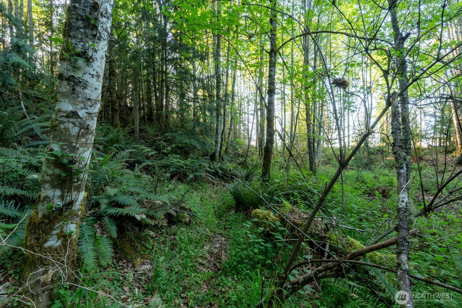 405 Elk Run Trail Port Angeles, WA 98362 - Photo 7 of 19 a view of forest