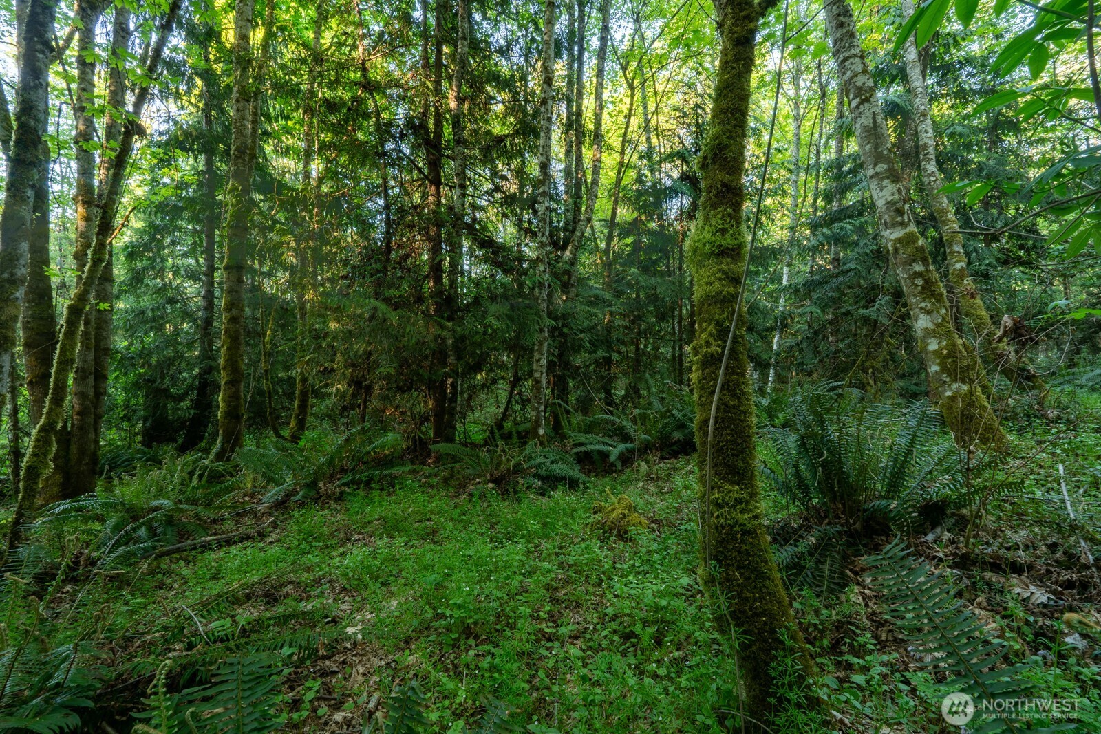405 Elk Run Trail Port Angeles, WA 98362 - Photo 8 of 19 a view of a lush green forest