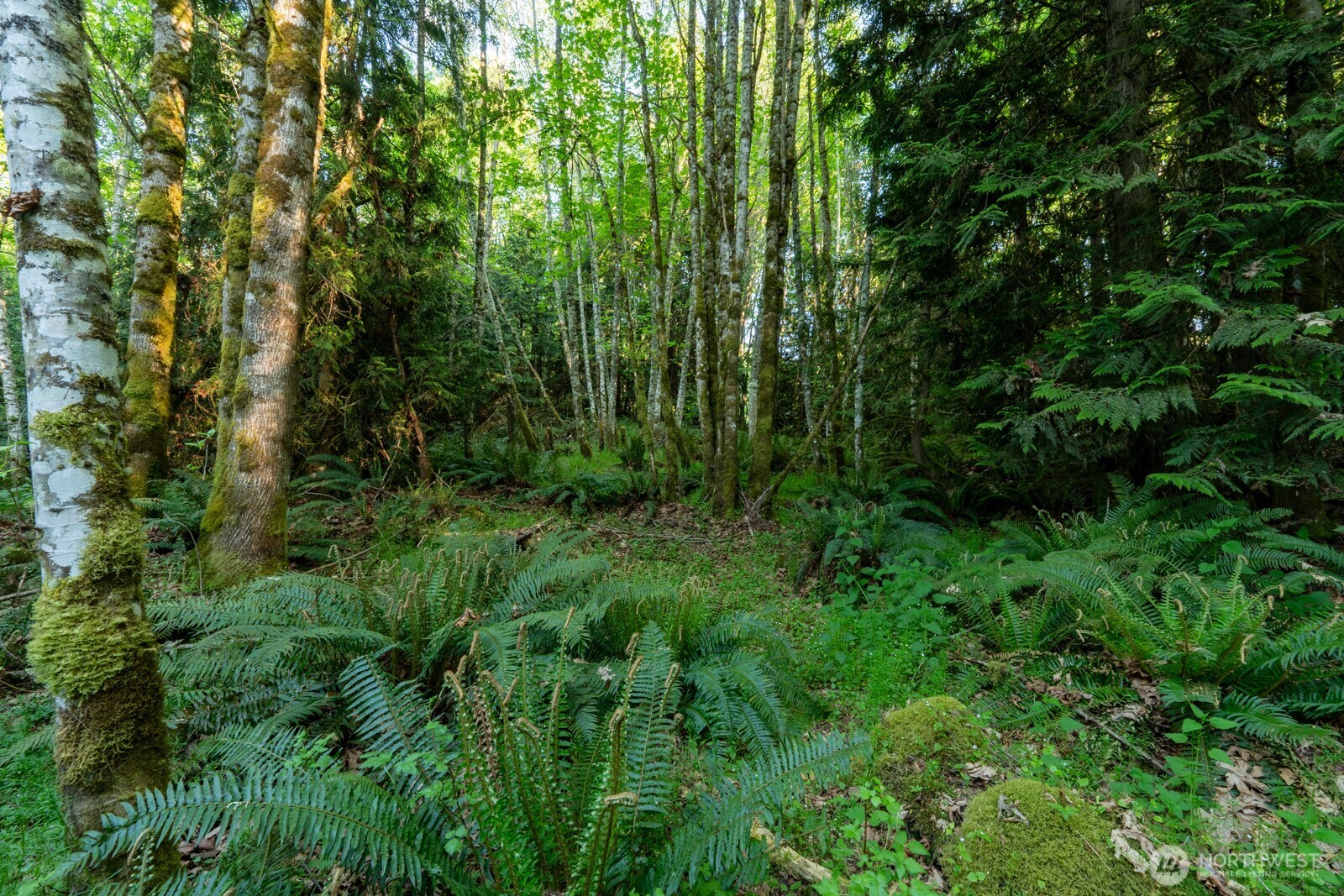405 Elk Run Trail Port Angeles, WA 98362 - Photo 9 of 19 a view of a lush green forest
