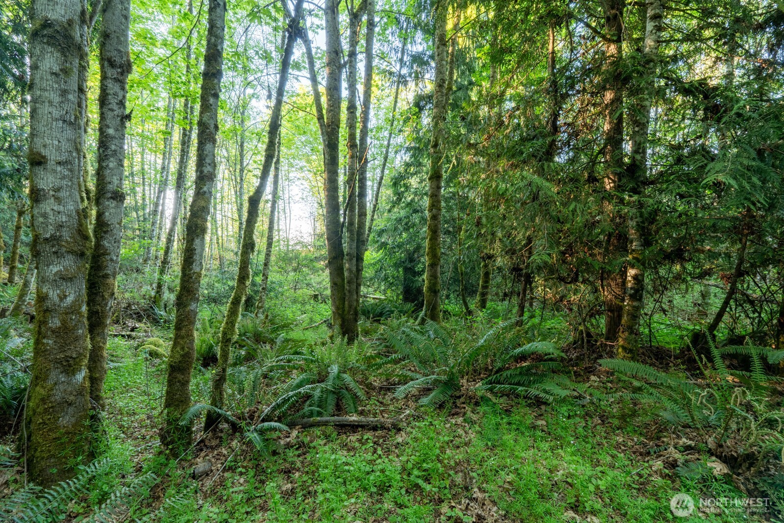405 Elk Run Trail Port Angeles, WA 98362 - Photo 10 of 19 a view of forest