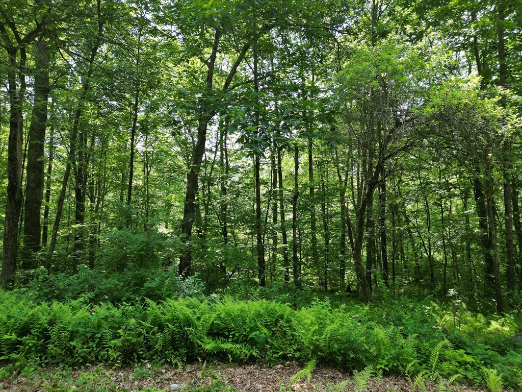 0 Town Farm Road Warren, MA 01083 - Photo 28 of 28 a view of forest