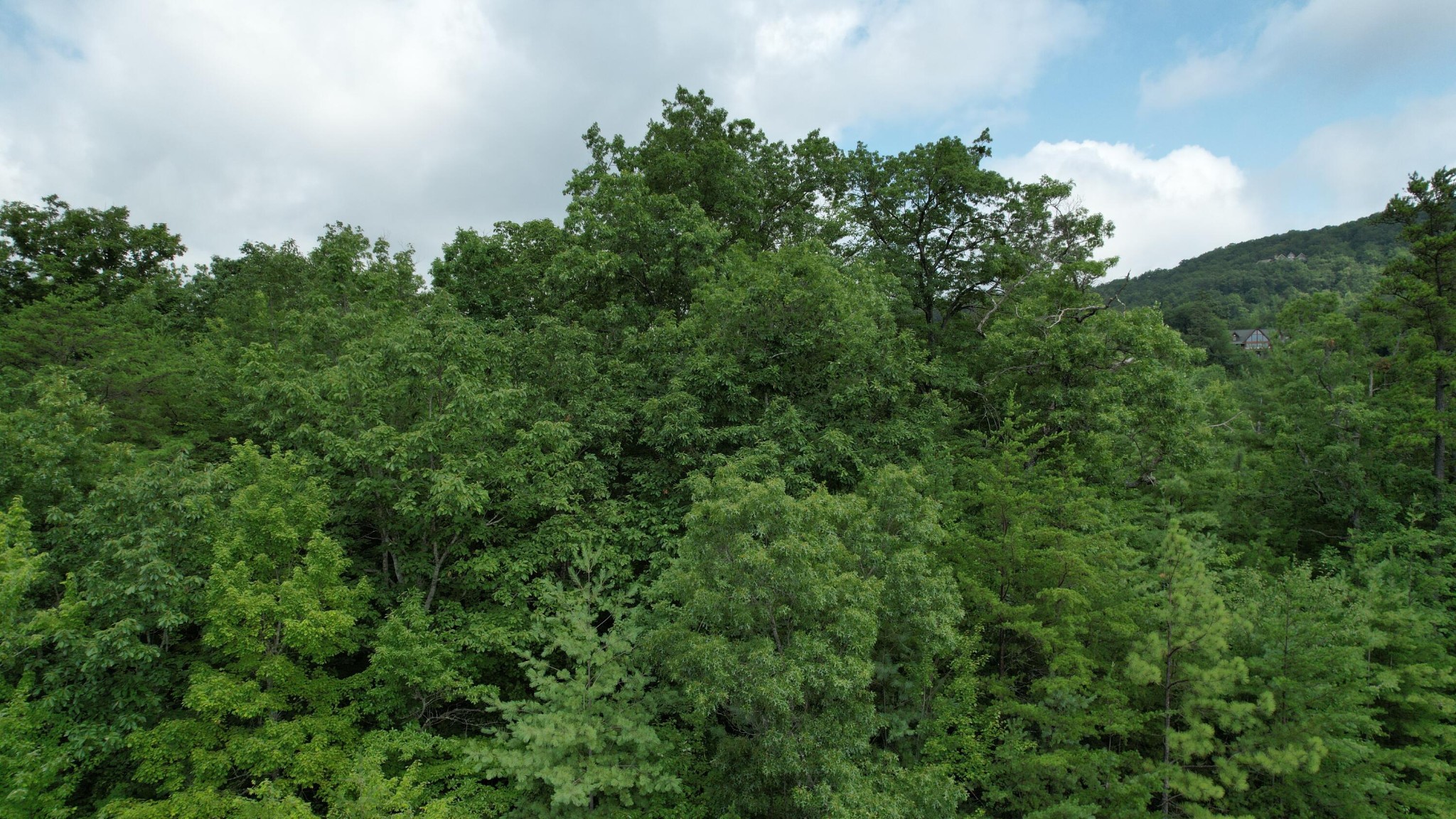 98 Black Powder Lane Sevierville, TN 37862 - Photo 26 of 30
