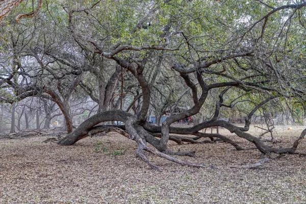 a backyard of a house with lots of trees