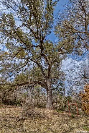 a view of a yard with a tree