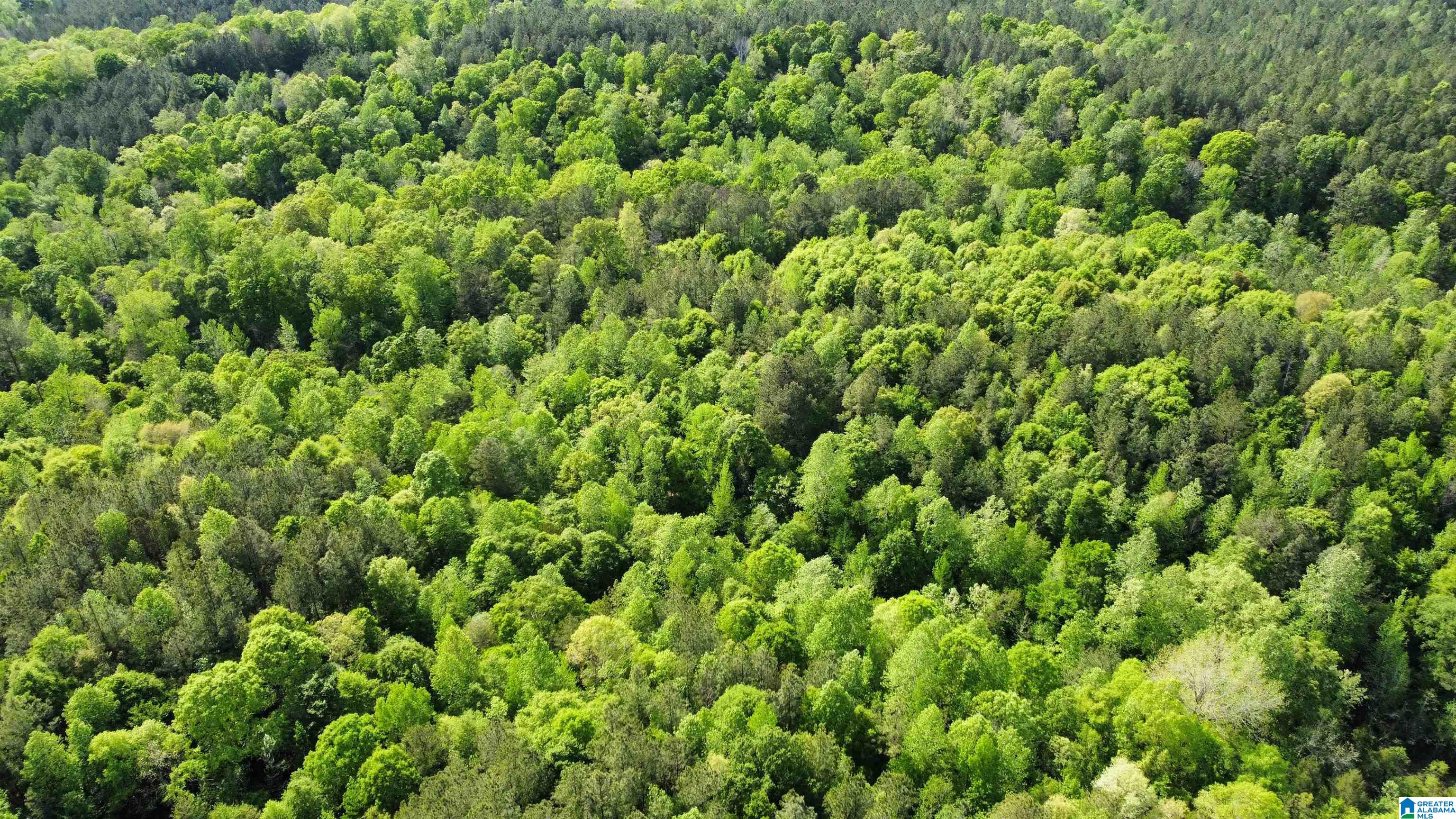 0 County Road 44 Linden, AL 36748 - Photo 8 of 48