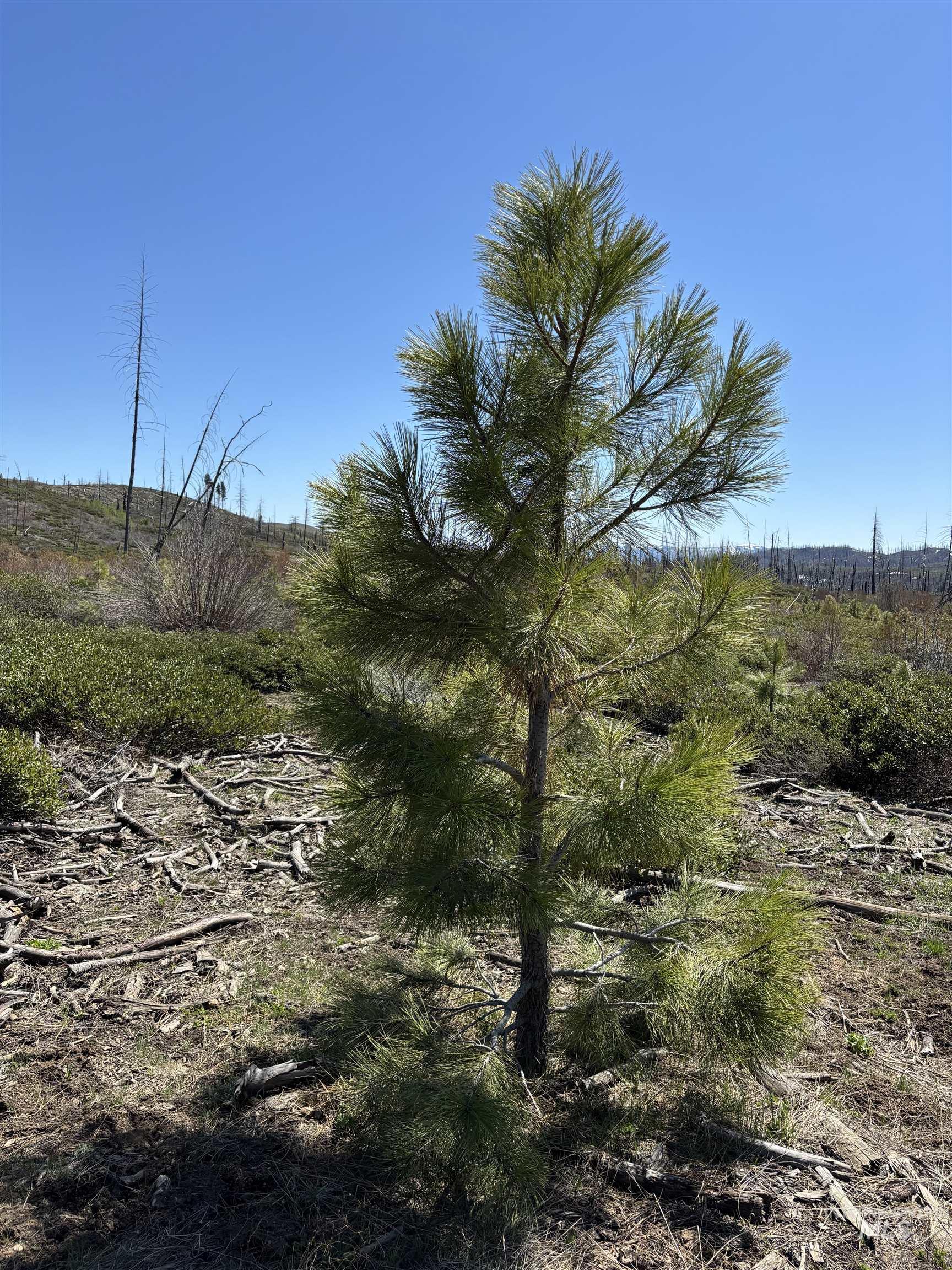Tbd Lester Creek Road Mountain Home, ID 83647 - Photo 16 of 33