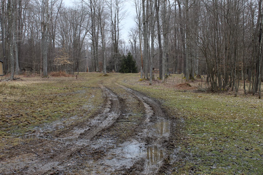 187 Blue Goose Road Marienville, PA 16239 - Photo 3 of 14