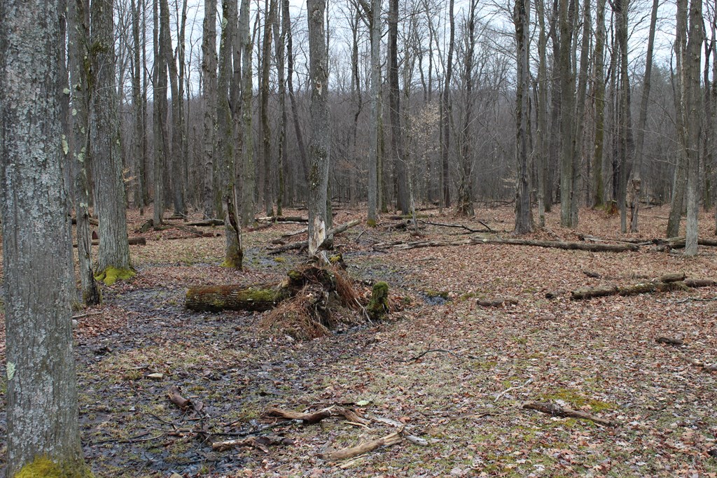 187 Blue Goose Road Marienville, PA 16239 - Photo 4 of 14
