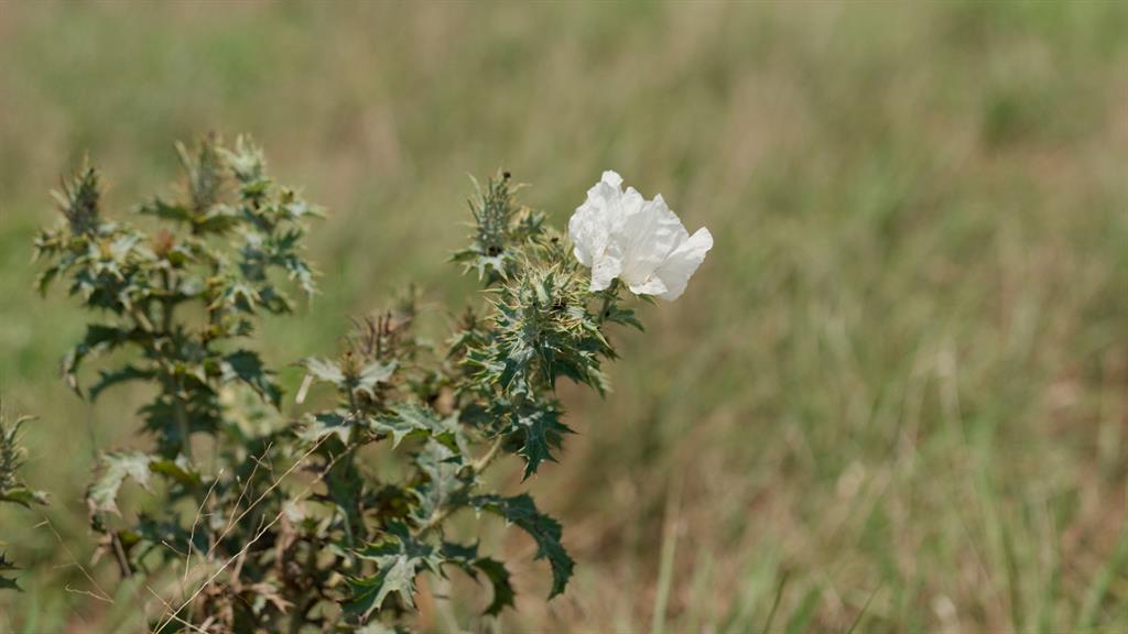 Tbd Compton Road Crawford, TX 76638 - Photo 9 of 28 a close up of a flowers in a garden