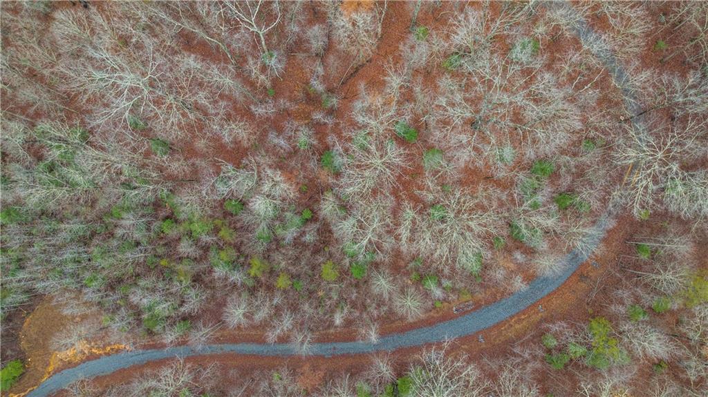 Lot 5 Still Road Dahlonega, GA 30533 - Photo 13 of 20 a view of a forest