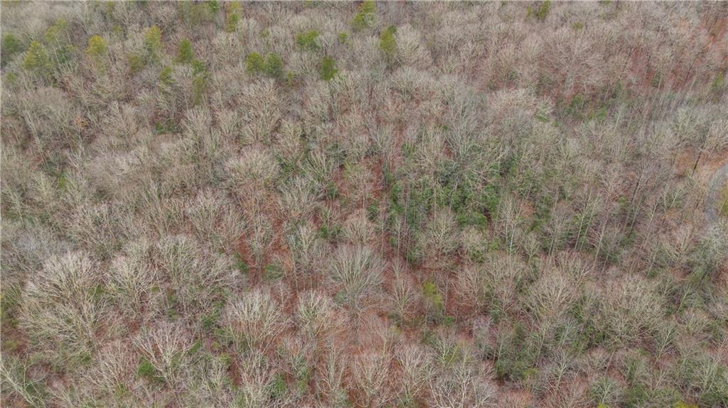 Lot 5 Still Road Dahlonega, GA 30533 - Photo 14 of 20 a view of a dry yard