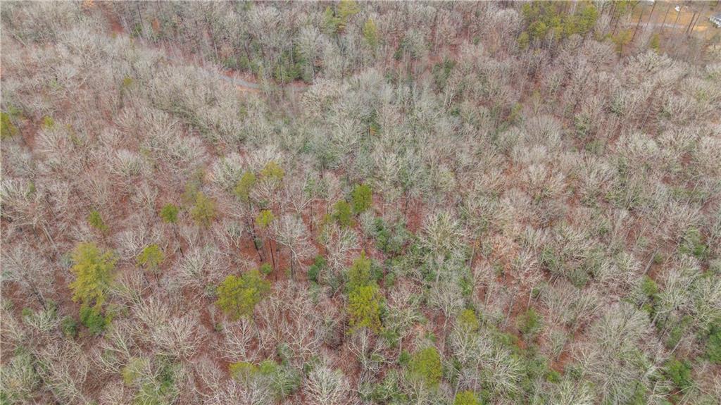 Lot 5 Still Road Dahlonega, GA 30533 - Photo 17 of 20 a close up of a plant