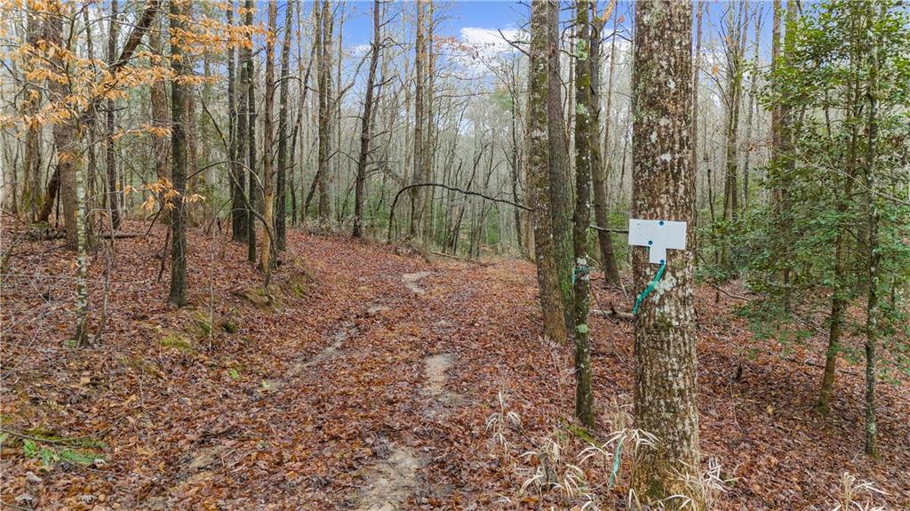 Lot 5 Still Road Dahlonega, GA 30533 - Photo 4 of 20 a view of a forest