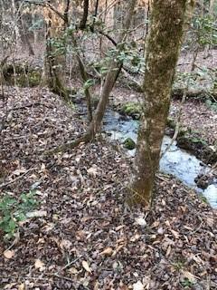 Lot 5 Still Road Dahlonega, GA 30533 - Photo 8 of 20 a view of a large tree