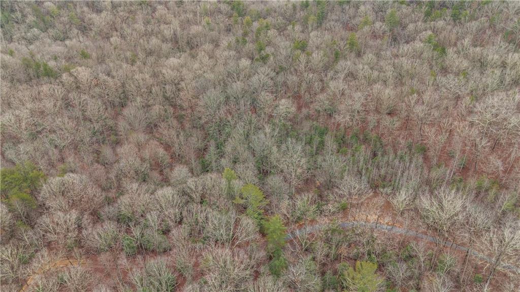 Lot 5 Still Road Dahlonega, GA 30533 - Photo 9 of 20 a view of a dry yard