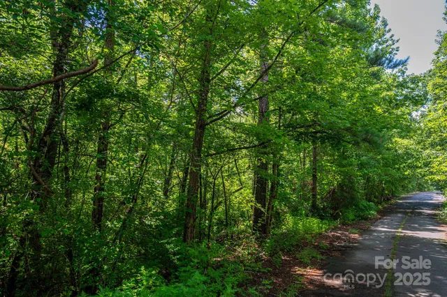 a view of a lush green forest with lots of trees