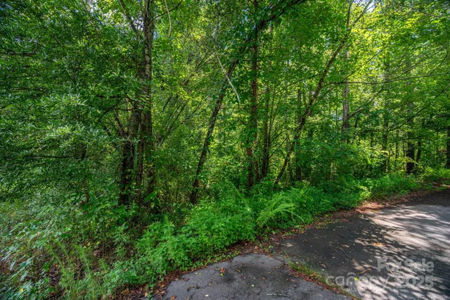 a view of a road with plants and trees