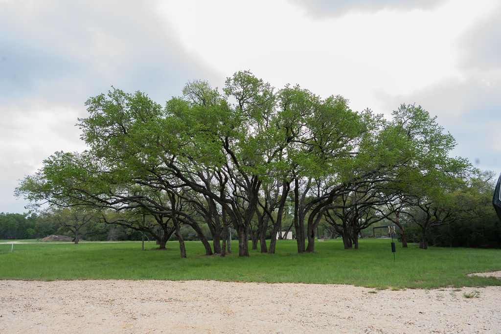 426 Mill Run New Braunfels, TX 78132 - Photo 35 of 40 an outdoor space with garden view