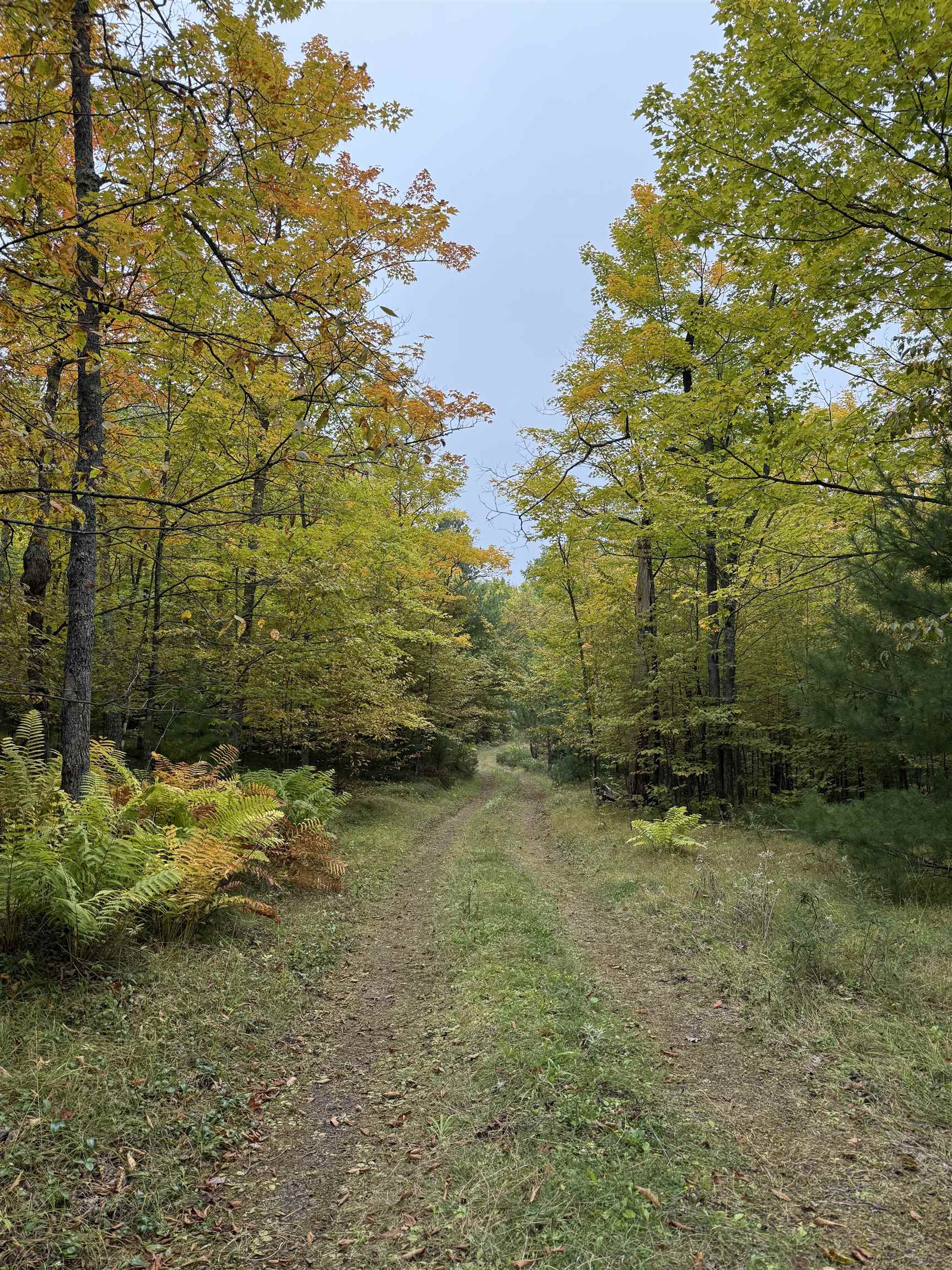 63380 Trout Lake Road Iron River, WI 54847 - Photo 35 of 36 View of dirt / gravel road with a forest view