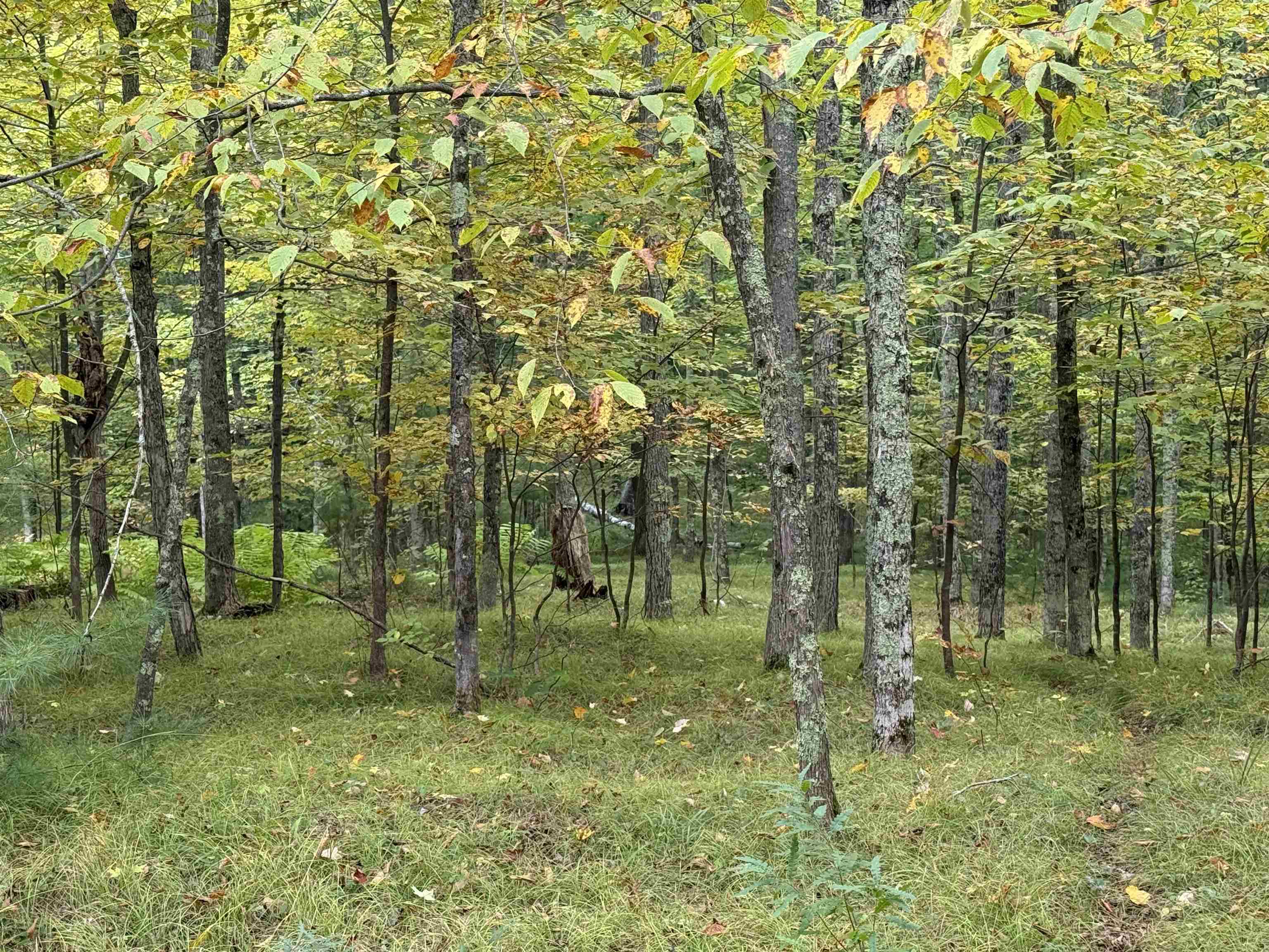 63380 Trout Lake Road Iron River, WI 54847 - Photo 36 of 36 View of tree filled area